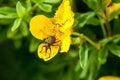 Insect weevil sitting in yellow flower Royalty Free Stock Photo