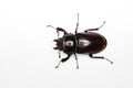Insect on white background - Six legs