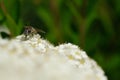 Insect on a white flowers Royalty Free Stock Photo