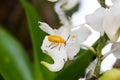 Insect on white orchid
