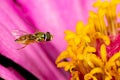 Margined calligrapher fly flying to zinnia flower.