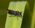 Robber fly on plant leaf. Royalty Free Stock Photo