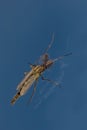 Insect on window glass against blue sky Royalty Free Stock Photo