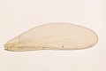 Insect wing Royalty Free Stock Photo