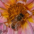 Insect wonderland: common bee exploring pink dahlia\'s charm