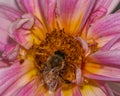 Insect wonderland: common bee exploring pink dahlia\'s charm
