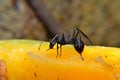 The black carpenter ant is a species of carpenter ant. Camponotus pennsylvanicus is one of the largest species of carpenter ants Royalty Free Stock Photo