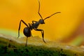 The black carpenter ant is a species of carpenter ant. Camponotus pennsylvanicus is one of the largest species of carpenter ants Royalty Free Stock Photo