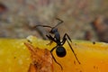 The black carpenter ant is a species of carpenter ant. Camponotus pennsylvanicus is one of the largest species of carpenter ants