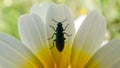 Insect y a very smal flower of mediterraneo, Andalusia, Spain