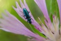 Insect y a very smal flower of mediterraneo, Andalusia, Spain