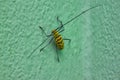 Insect yellow