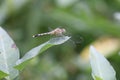 Insect yellow dragon fly