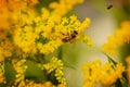 Insect on a yellow flower. A bee on a mimosa flower. Selective focus Royalty Free Stock Photo