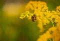 Insect on a yellow flower. A bee on a mimosa flower. Selective focus Royalty Free Stock Photo