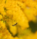 Insect on a yellow flower. A bee on a mimosa flower. Selective focus Royalty Free Stock Photo