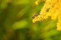 Insect on a yellow flower. A bee on a mimosa flower. Selective focus Royalty Free Stock Photo