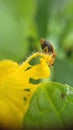 Insect on the yellow flower having honey Alone Royalty Free Stock Photo