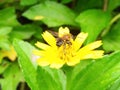 Insect on yellow Flower