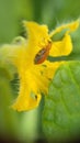 Insect on the yellow leaf while eating honey Royalty Free Stock Photo