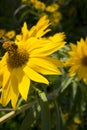 Honey bee on a large yellow daisy with dark green leafy garden background Royalty Free Stock Photo