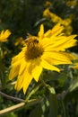 Honey bee on a large yellow daisy with dark green leafy garden background Royalty Free Stock Photo