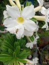 Insecta in flower