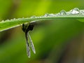 Insecta hidding below the leaves alone survive