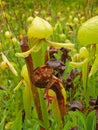 Insectivore Pitcher Plant Royalty Free Stock Photo