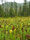 Insectivore Pitcher Plant Royalty Free Stock Photo
