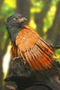 An insectivorous bird is perched on dry wood.