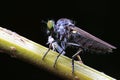 Insectivorous flies live on weeds Royalty Free Stock Photo