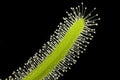 Insectivorous plant Royalty Free Stock Photo