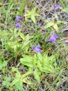 Common butterwort Pinguicula vulgaris insectivore plant Royalty Free Stock Photo