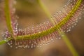 Insectivorous plant Drosera close up