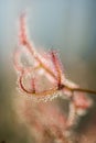 The insectivorous plant Drosera sundew