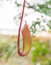 Insectivorous plants Nepenthes Ampullaria Royalty Free Stock Photo