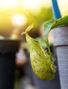 Insectivorous plants Nepenthes Ampullaria Royalty Free Stock Photo