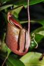 Insectivorous plants Nepenthes Ampullaria Royalty Free Stock Photo