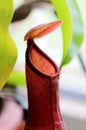 Insectivorous plants Nepenthes Ampullaria close up Royalty Free Stock Photo