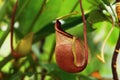 Insectivorous plants Nepenthes Ampullaria