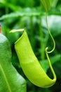 Insectivorous plants Nepenthes Ampullaria Royalty Free Stock Photo