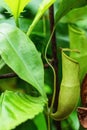 Insectivorous plants Nepenthes Ampullaria Royalty Free Stock Photo