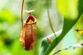 Insectivorous plants Nepenthes Ampullaria on nature backgroun Royalty Free Stock Photo