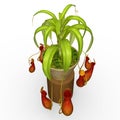 Insectivorous plants Royalty Free Stock Photo