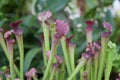 Insectivorous plants sarracenia, macro