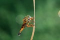 Insectivorous Tabanus on wild plants, North China Royalty Free Stock Photo