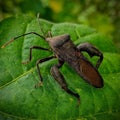 Insectophobia of Sweet potato bug Royalty Free Stock Photo