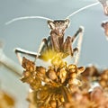 Insectos Royalty Free Stock Photo