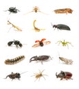 Insects Royalty Free Stock Photo